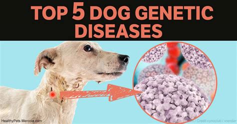  This means pups will never get any of these hereditary diseases